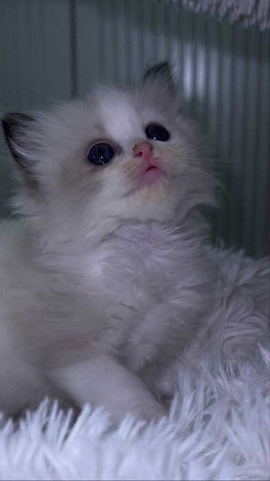 Рэгдолл. Regdoll. Рэгдолл.