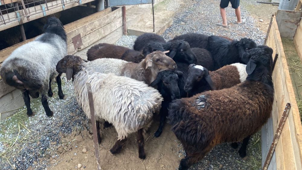 Кой еті байдібектің семіз токтылары