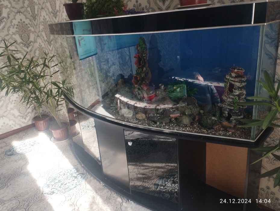 Akuarium satiladi 2 metr . 500 Lt