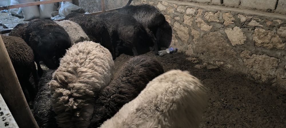 Кучкор, куйлар сотилади