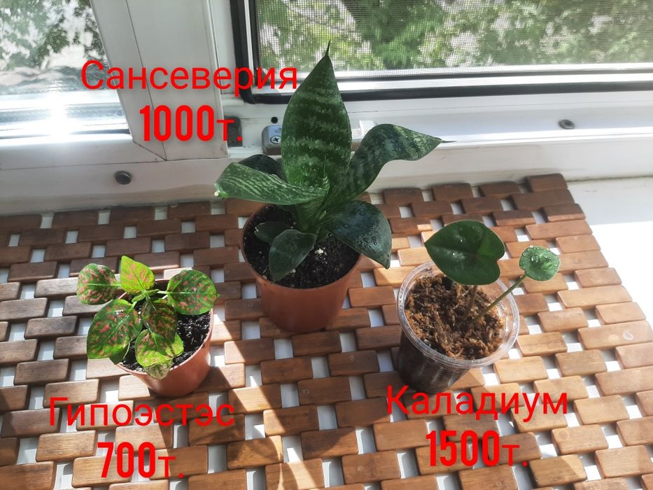 Комнатные растения