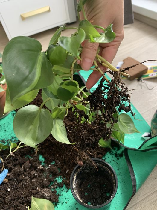 Филодендрон Бразил 3 куста + Триколор 2 куста