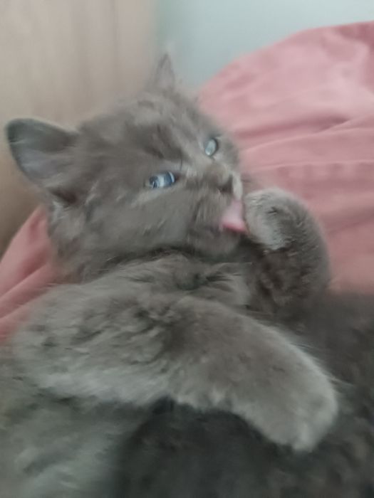 Отдам умных котят