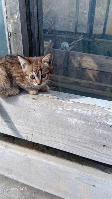 Отдам котят в добрые руки