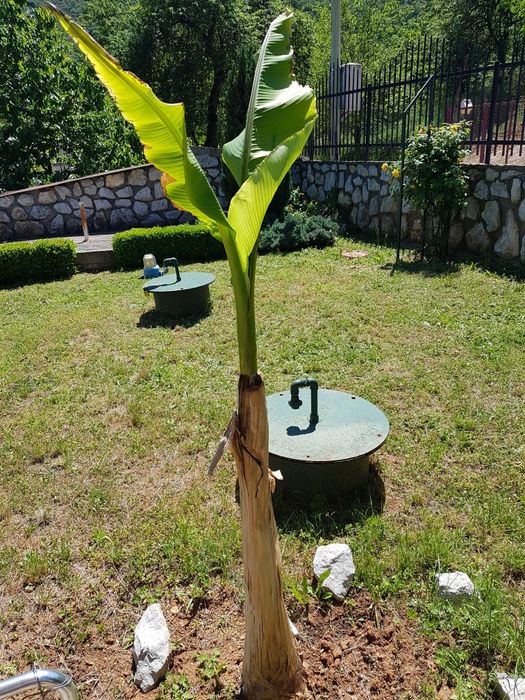 Продавам Японски банан, студоустойчив. Цена от 20лв до 40 лв.