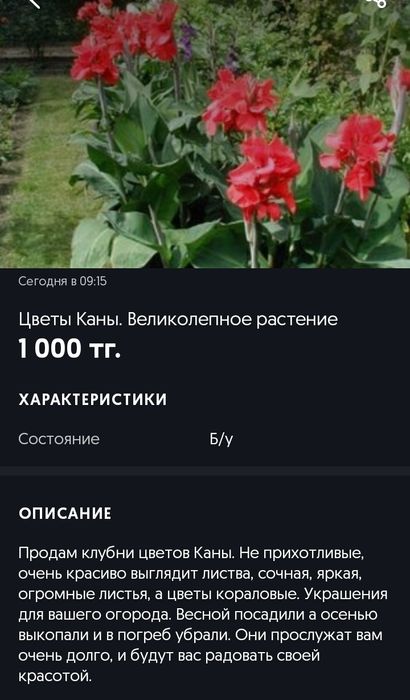 Подам цветы Каны