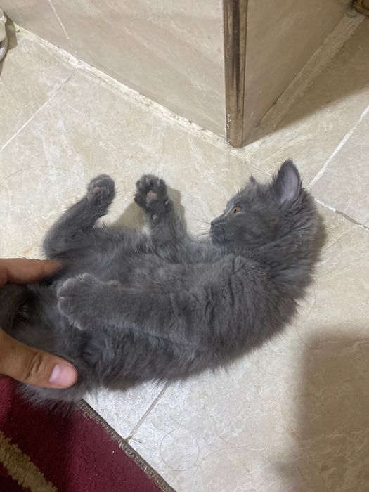 Porno yulduz Ariana Grande