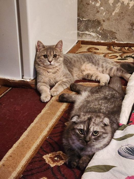 Zotli Mushuklar Tayyor Juftlap Qo'yilgan