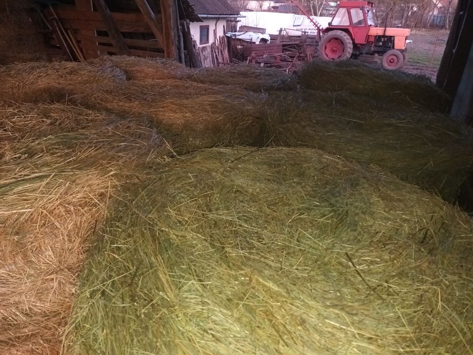 Baloți de lucernă cu fân