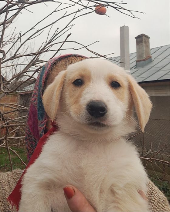 Dragi Prieteni cu Suflet Nobil  Zoro Luna și Atlas sunt la Adoptie.