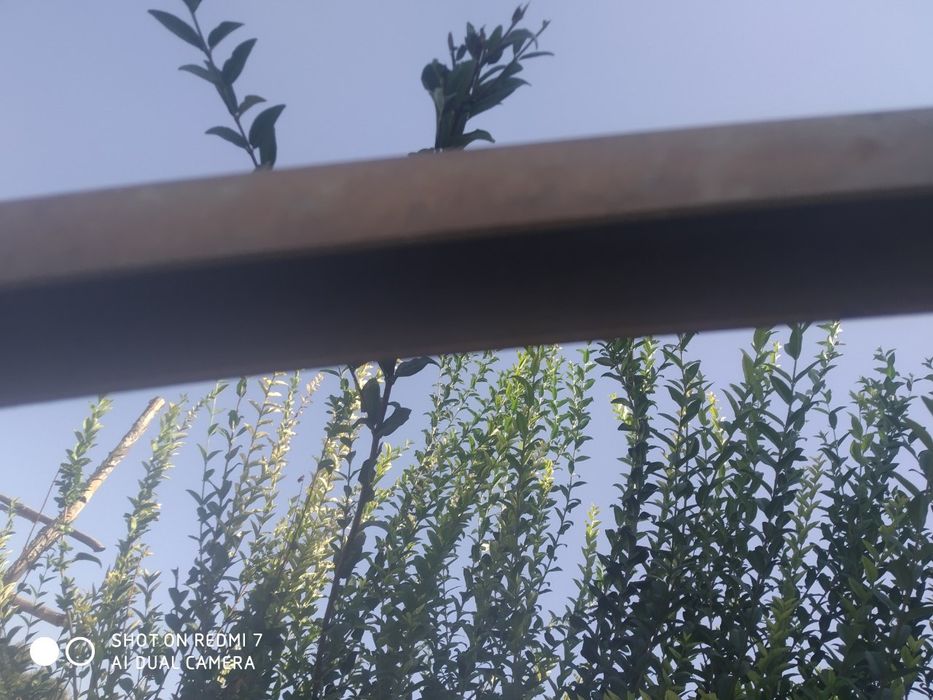 Issiqxona metalli salafani bilan sotiladi