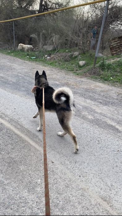 Продоется Сабака ВСЛ