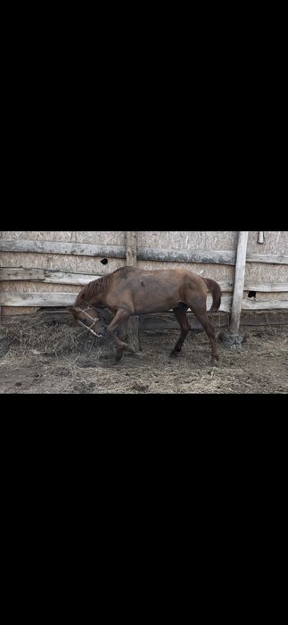 Жеребец. Айгыр 7 лет