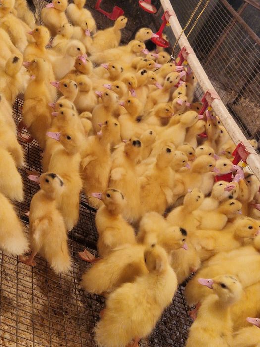 Утята  и Гусята   .