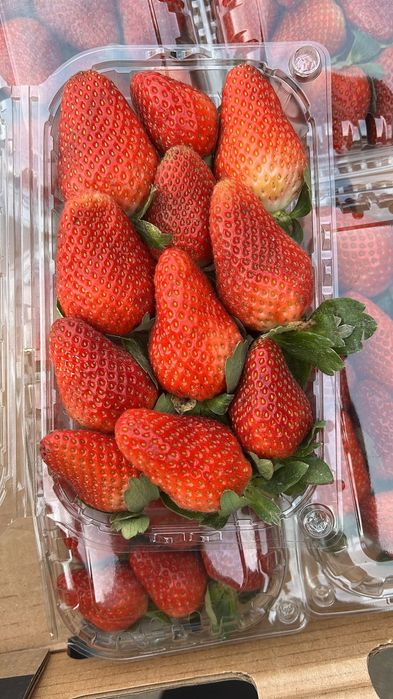 Свежая клубника с Египета