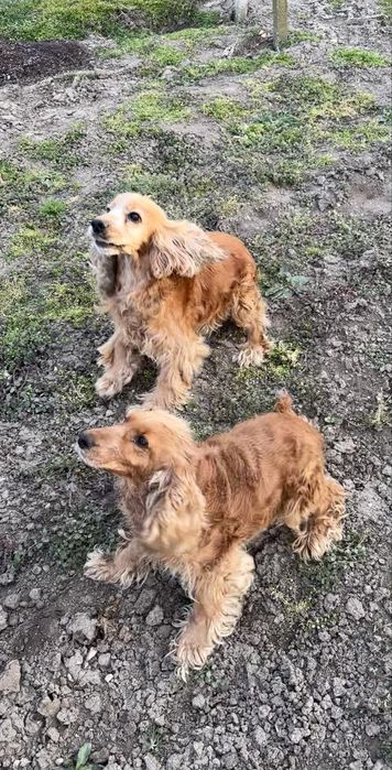 Мъжки и женски кокер шпаньол