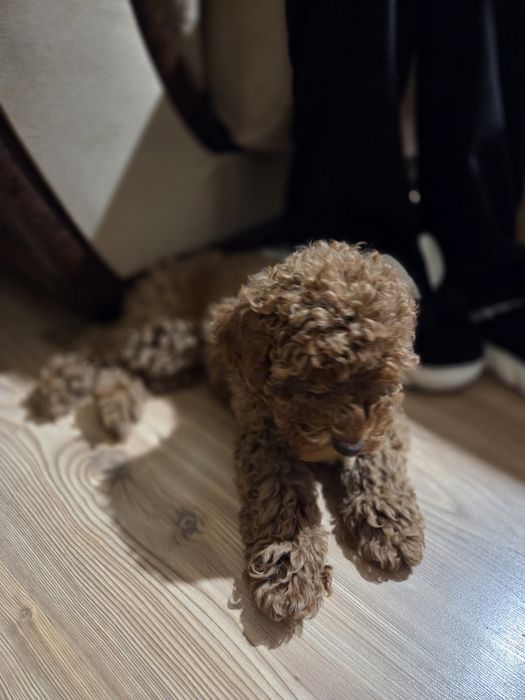 Той Пудел - мини Пудел