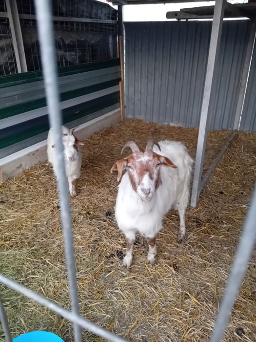 Capre si țap anglonubian