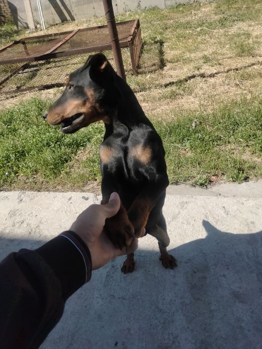 Продам Кабеля ягдтерьера