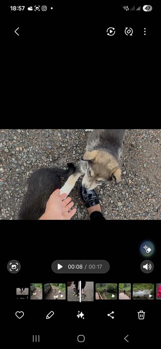 Очень красивые щенки девочки, мальчики,