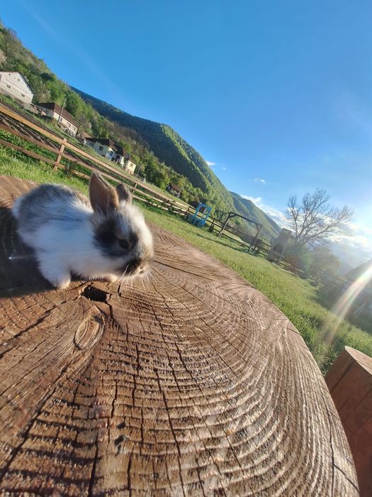 Iepurași de vânzare