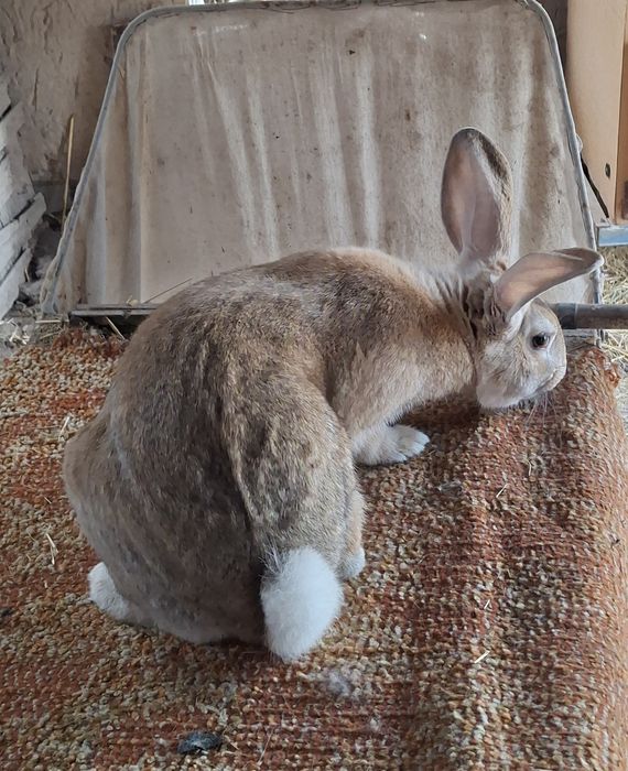 Великан куён сотилади