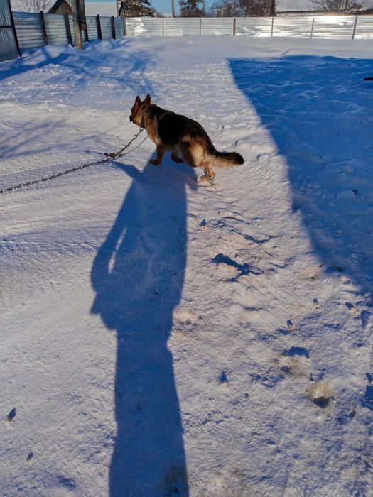 Немецкая овчарка!