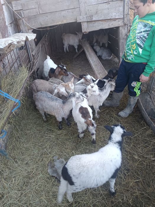 Iezi de vânzare media 10 .14 kg bucata