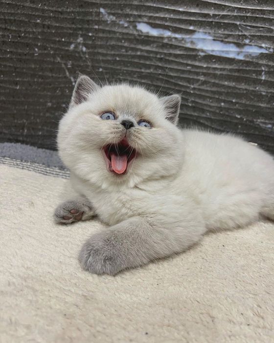 Британские котята