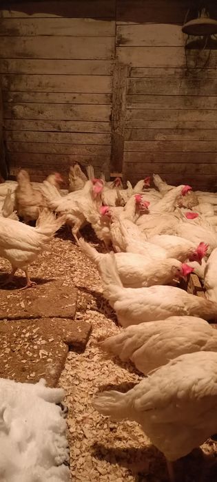 Куры несушки с доставкой