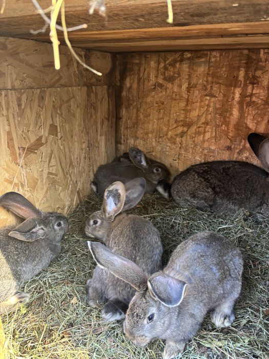 6 puii urias german tatuati