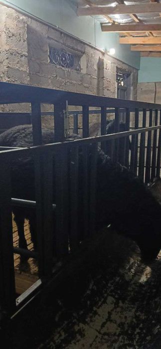 Qo'yxona, qo'ylar uchun alohida yashash joyi