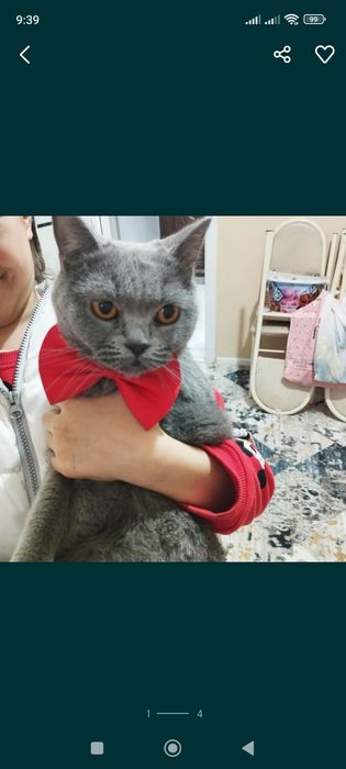 Шатланская короткошёрстная кошка девочка
