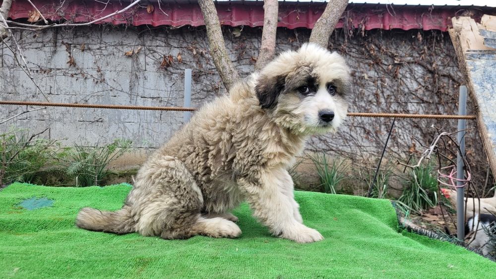 Ciobanesc  românesc Barack.