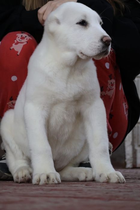 Белоснежные щенки