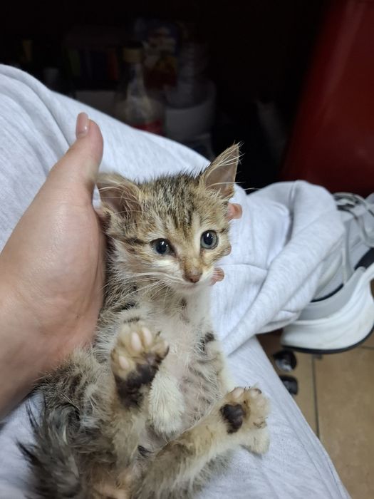 Отдам даром кота