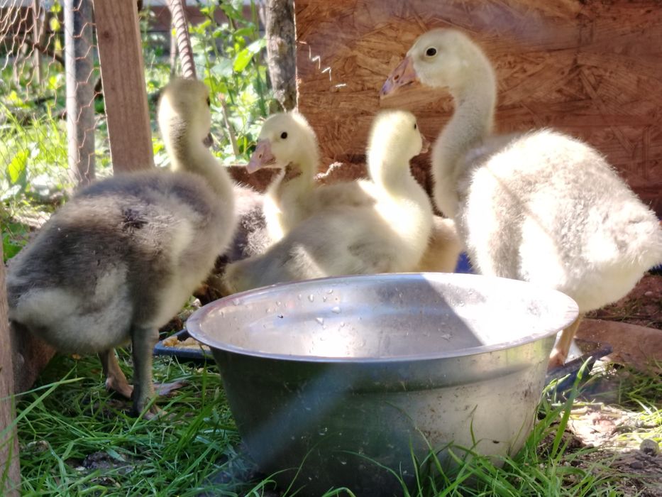 Gâște lesesti, pui austrolop, rate lesesti