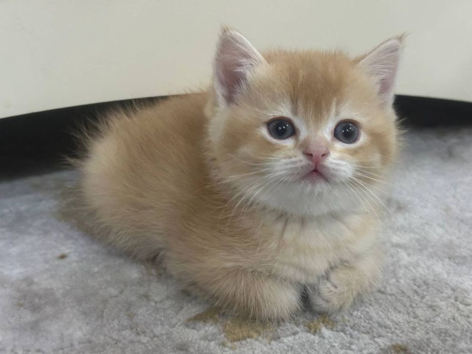 Britaniya kalta yungli mushugi