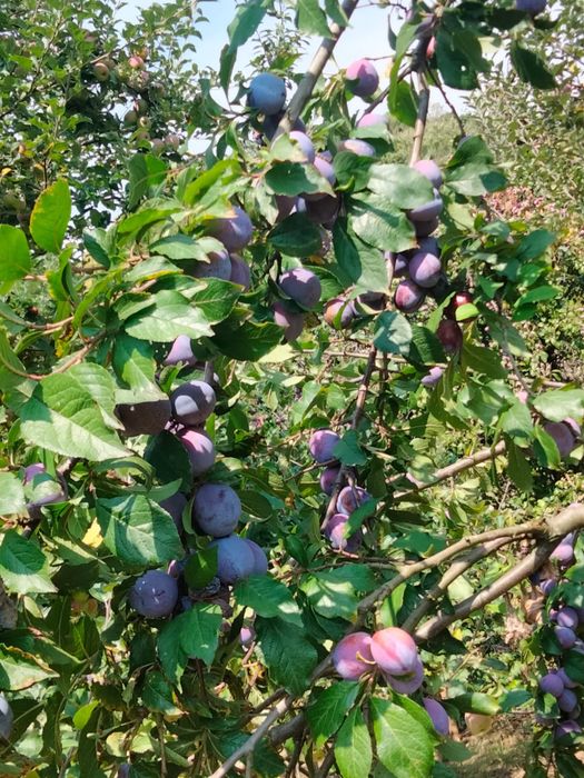 Prune pentru țuică de vânzare preț 1,5 lei/kg