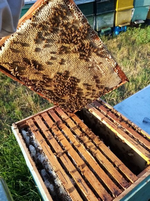 Vând căpăceala și miere de albine