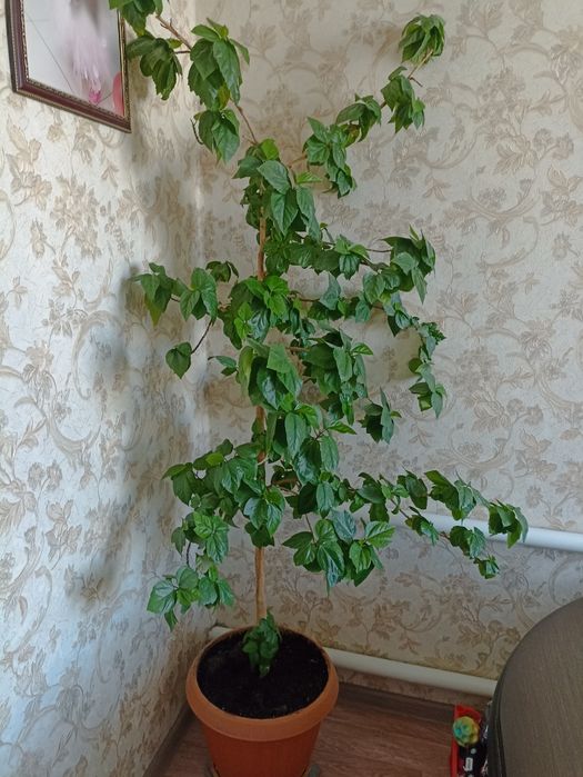 Продам розу китайскую.