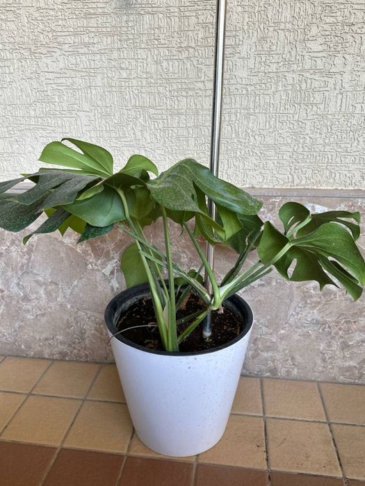 Monstera va difenbahiya