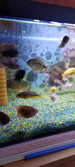 Vand acvariu 54 litri cu toate accesoriile