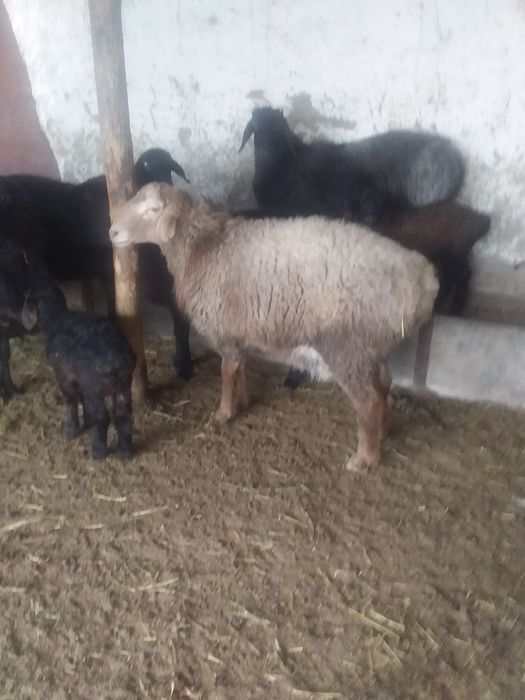 Кучкор соитилади