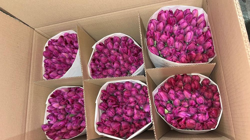 Тюльпаны большой выбор 550