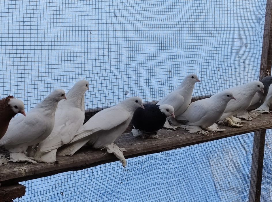 Продам голубей персов