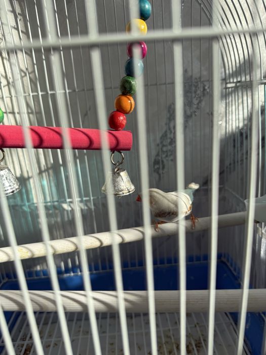 Продается амадин самец