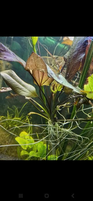 Planta acvariu - creștere rapidă (echinodorus ozelot)