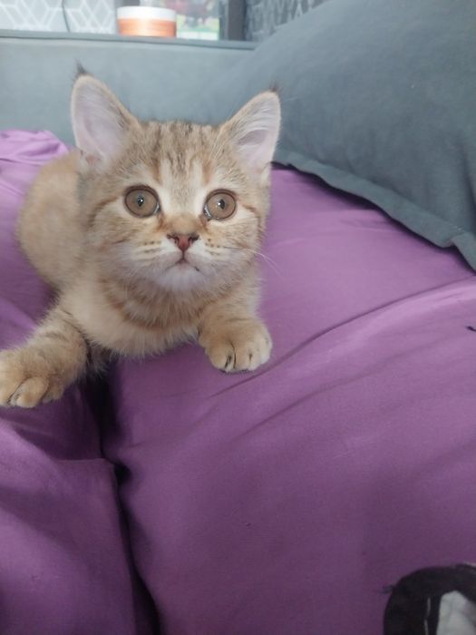 Продам котенка девочку