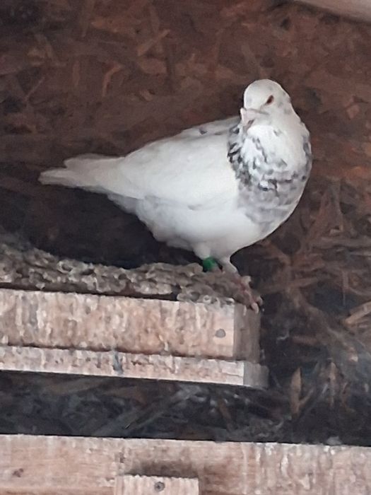 Porumbei voiajori inelati